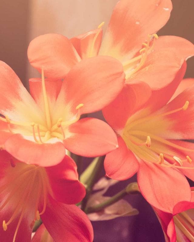 মোঃ রফিকুল ইসলাম